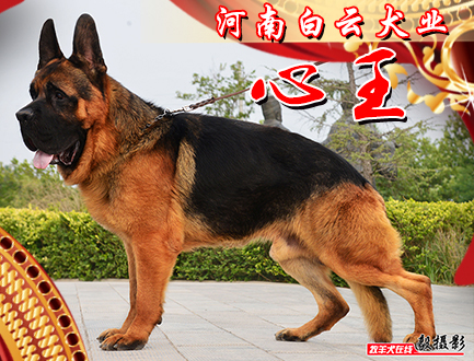 河南白云犬业