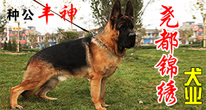 临汾尧都锦绣犬业