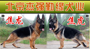 北京杰强勤缘犬业