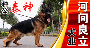 河间良立犬业