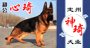 定州神琦犬业