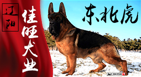 辽阳佳旺犬业