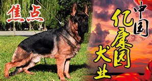 中国亿康园犬业