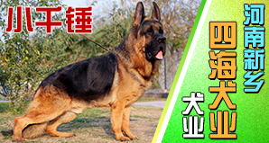 河南新乡四海犬业