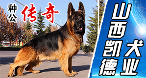 山西凯德犬业