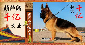 葫芦岛千亿犬业