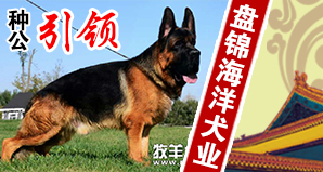 盘锦海洋犬业