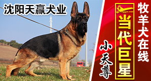 沈阳天赢犬业