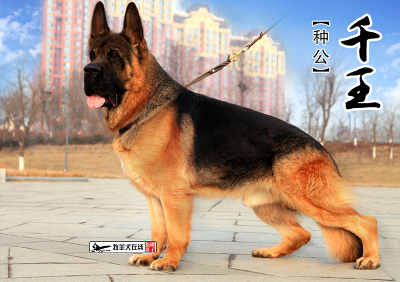 北京承安犬业