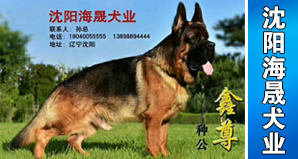 沈阳海晟犬业