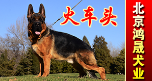 北京鸿晟犬业