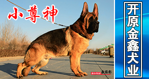 开原金鑫犬业