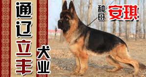 通辽立丰犬业
