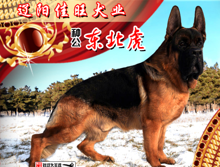 辽阳佳旺犬业