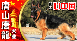 唐山唐龍犬业
