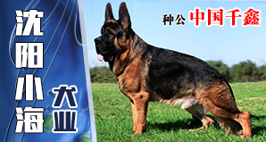沈阳小海犬业