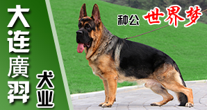 大连廣羿犬业