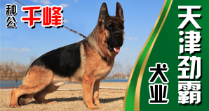 天津劲霸犬业