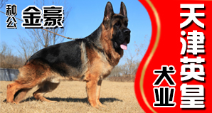 天津英皇犬业