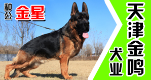 天津金鸣犬业