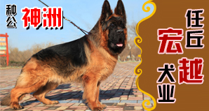 任丘宏越犬业