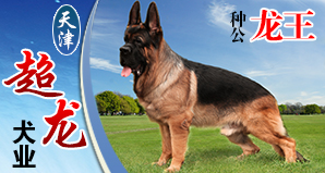 天津超龙犬业