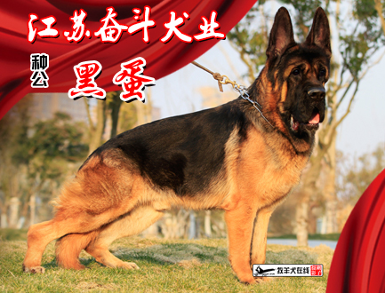 江苏奋斗犬业