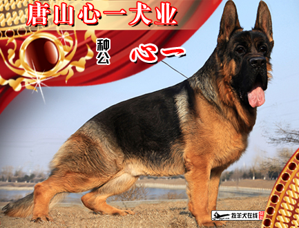 唐山心一犬业