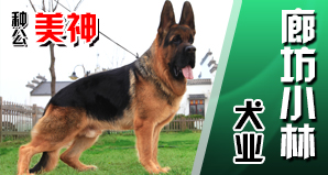 廊坊小林犬业