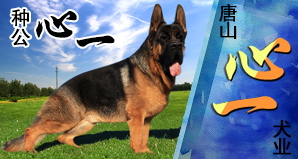 唐山心一犬业