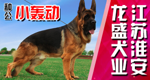 江苏淮安龙盛犬业