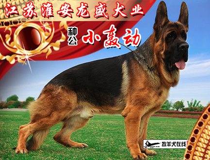淮安龙盛犬业