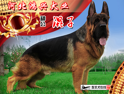 河北鸿兴犬业