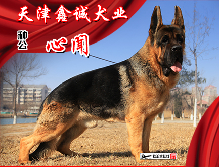 天津鑫诚犬业