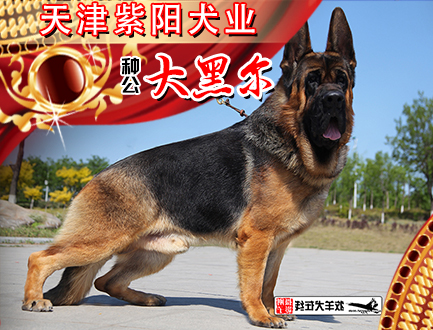 天津紫阳犬业