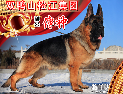 犬中霸主—传神！