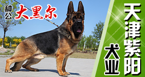 天津紫阳犬业