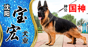 沈阳宝宏犬业