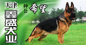 天津鑫盛犬业