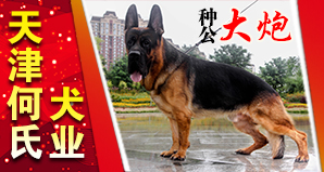 天津何氏犬业