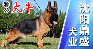 沈阳鼎盛犬业