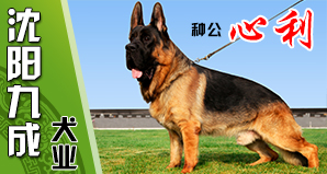 沈阳九成犬业