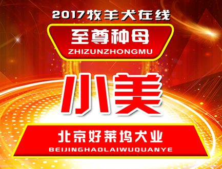 北京好莱坞犬业至尊种母 — 小美