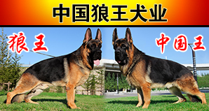 中国狼王犬业