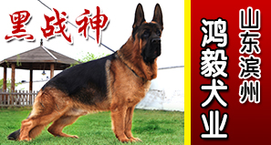 山东滨州鸿毅犬业
