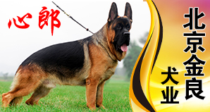 北京金良犬业