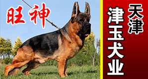 天津津玉犬业