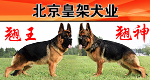 北京皇架犬业