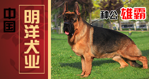 中国·明洋犬业