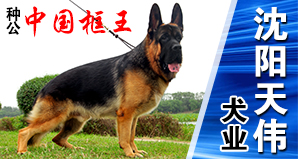 沈阳天伟犬业